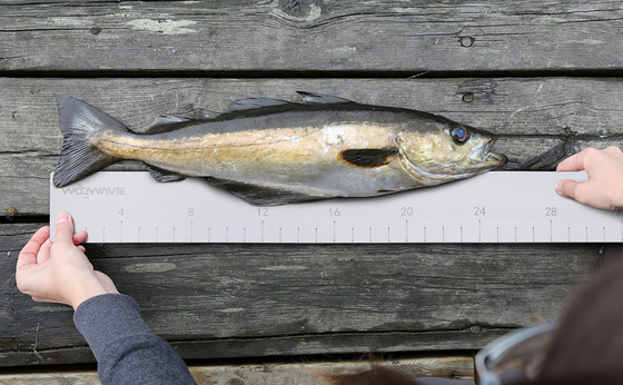 EVA Foam Fish Ruler voor het meten van de vislengte op boot accessoires Marine Vissen Gereedschap